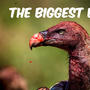 The Biggest Bird (Explicit)