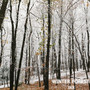 Winter Forest