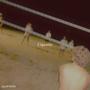 Cigarette