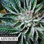 Kush Heaven (Explicit)