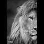 Lion (feat. Jpbeatz) [Explicit]