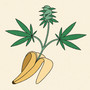 Banana Kush Weed (Explicit)