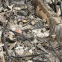 Shattered Dreams