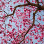 Flower Trees