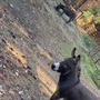 Donkeys