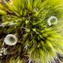 Petrichor