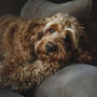 Peaceful Sounds for Dog's Quiet Time
