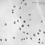 flock