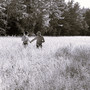 Цель и боль