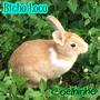 Coelhinho