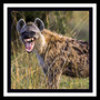 Hyena Song