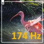 Mystic Serenade: Unraveling the Secrets of 174 Hz