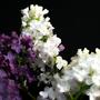 Flowers Always Bloom (Explicit)