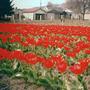 tulip farm