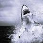 Mind Of A Shark (Explicit)