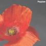 Poppies (Explicit)