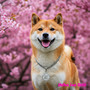 Shiba Inu Drill