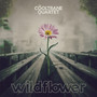 WILDFLOWER