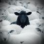 BLACK SHEEP