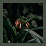 La Flor Marchita