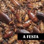 A Festa