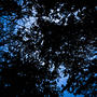 Tangled Dreams