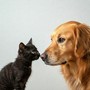 Comodidades para perros y gatos