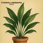 È fiorita l'aspidistra