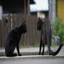 GATOS NEGROS (Explicit)