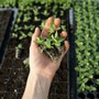 Horta