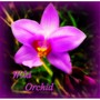 Wild Orchid