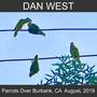 Parrots Over Burbank, CA August, 2019