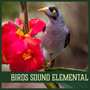 Birds Sound Elemental – Best Nature Sounds, Calm Music, Soothing Forest Music, Nice Time with Nature