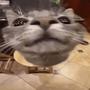 KITTY DROP