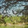 Reforestation (Explicit)