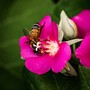 In the Flowers