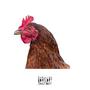 Chicken Head (Explicit)