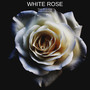 White Rose