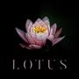 Lotus (Explicit)