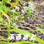 ふるさと (アカペラ)