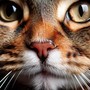 Guitar Music For Cats And Calm Moments