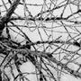 LATRODECTUS (Explicit)