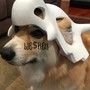 CORGI MUZIK 1