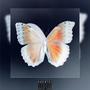 Butterfly Affect (Explicit)