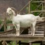 go goat go