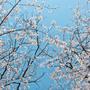 Blooming Flower