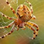 Humilis
