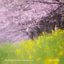 Walking under the sakura