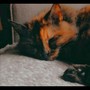 LoFi For My Cat (Instrumental Version)