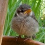 Birdsong